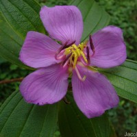 Melastoma malabathricum L.